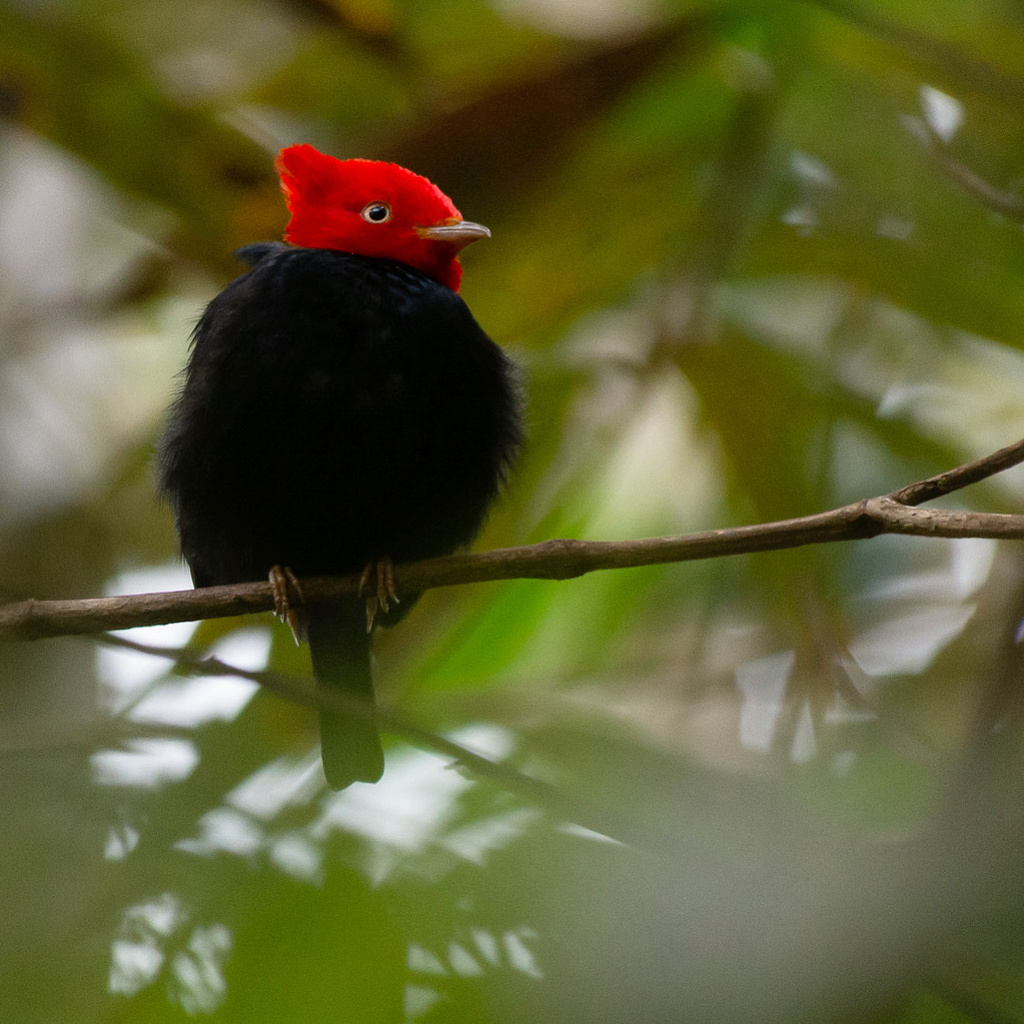 Scarlet-horned Manakin (Ceratopipra cornuta) photo