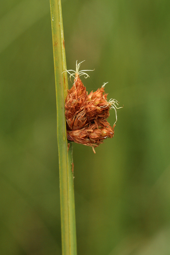 common threesquare (Schoenoplectus pungens)