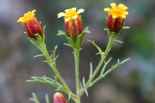 fetid marigold (Dyssodia papposa)