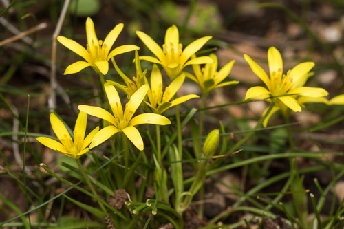 Gagea peduncularis (C.Presl) Pascher