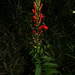 Cardinal Flower - Photo (c) Joshua Klostermann, all rights reserved, uploaded by Joshua Klostermann