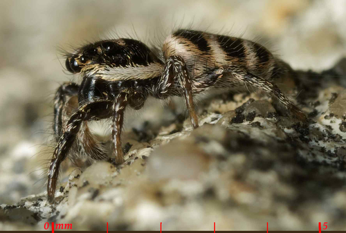 Salticus propinquus