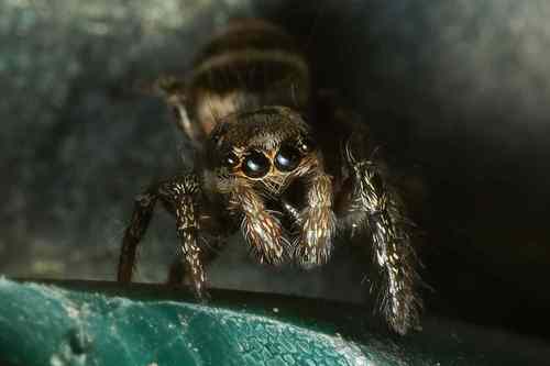 Salticus propinquus
