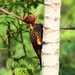 Rufous-headed Woodpecker - Photo (c) Vincent, all rights reserved, uploaded by Vincent