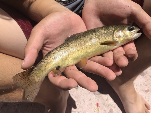 Gila Trout