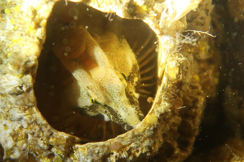 Grunt Sculpin