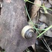 Seal Rocks Woodland Snail - Photo (c) Baptiste Wijas, all rights reserved, uploaded by Baptiste Wijas
