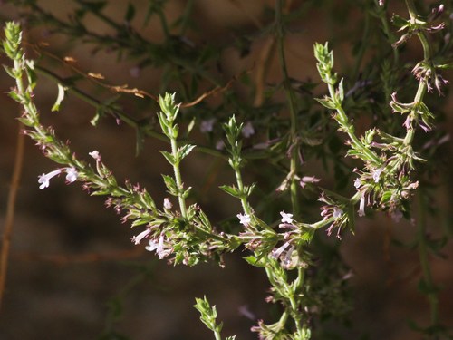 dentate false pennyroyal (Hedeoma dentata)