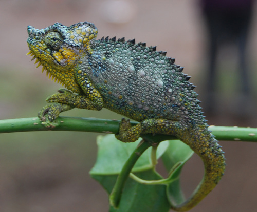 Helmeted Chameleon
