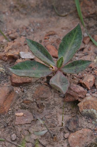 Euphorbia discoidea