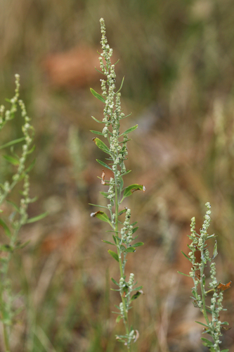 narrowleaf goosefoot (Chenopodium leptophyllum)