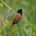 黑頭文鳥 - Photo 由 Chan Chee Keong 所上傳的 (c) Chan Chee Keong，保留所有權利