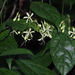 Clerodendrum garrettianum - Photo (c) 小铖/Smalltown, all rights reserved, uploaded by 小铖/Smalltown