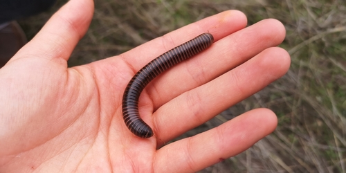 iNaturalist observation photo of Tylobolus