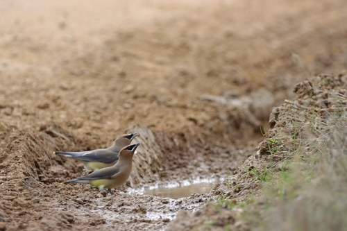 iNaturalist observation photo of Cedar Waxwing