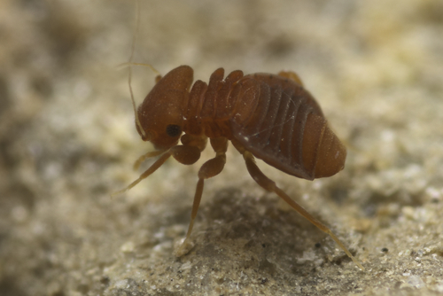 Thick Barklice (Family Pachytroctidae) · iNaturalist