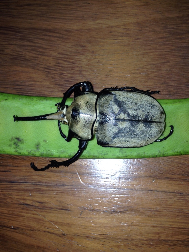 標本 Mexico Megasoma e occidentalis 97mm Mexico Megasoma e occidentalis 97mm - メルカリ
