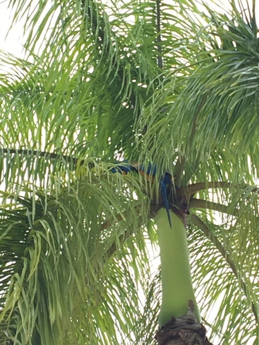 Blue-and-yellow Macaw