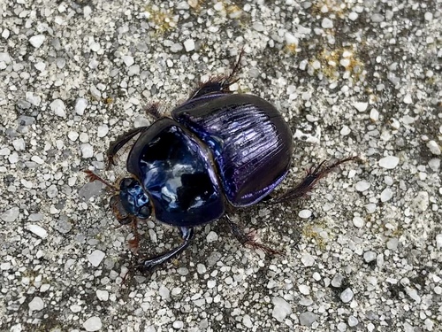 Peltotrupes profundus Howden, 1952