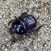 Florida Deep-digger Scarab - Photo (c) Lindsay Wilson, all rights reserved, uploaded by Lindsay Wilson