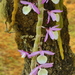 Dendrobium polyanthum - Photo (c) Rand Rudland, todos os direitos reservados, uploaded by Rand Rudland