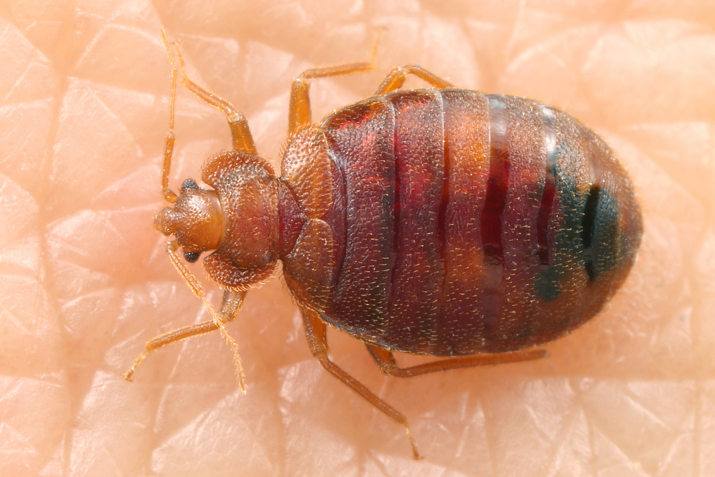 Cimex Lectularius () Cimex Lectularius