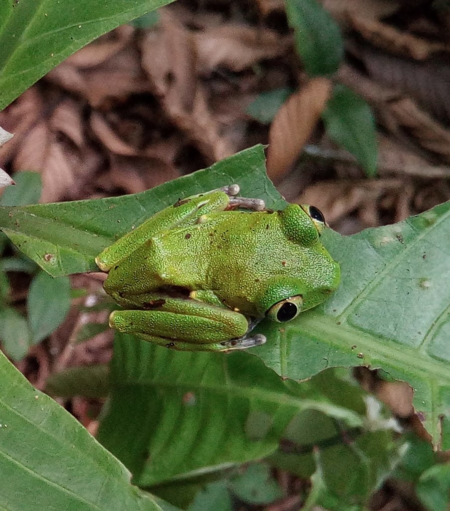 Victoria Forest Tree Frog from San Carlos de Luba, Equatorial Guinea on ...