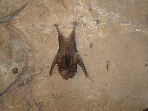 photo of Common Vampire Bat (Desmodus rotundus)