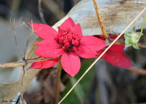 Euphorbia strigosa