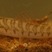 Tiger Loach - Photo (c) Nuwan Chathuranga, all rights reserved, uploaded by Nuwan Chathuranga