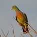 Orange-breasted Green-Pigeon - Photo (c) Nuwan Chathuranga, all rights reserved, uploaded by Nuwan Chathuranga