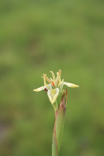 Moraea trifida