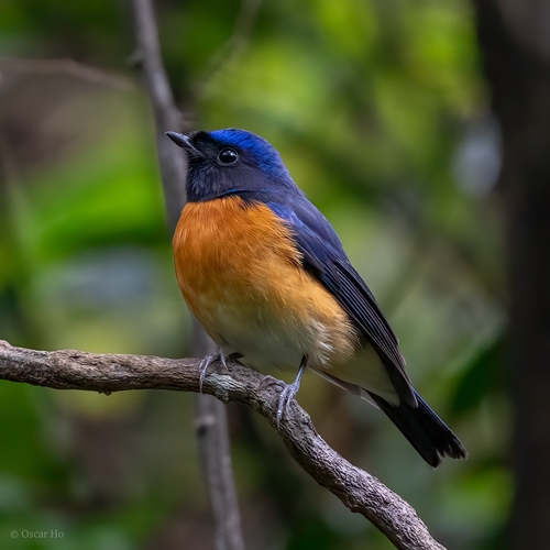 Fujian Niltava (Niltava davidi) · iNaturalist