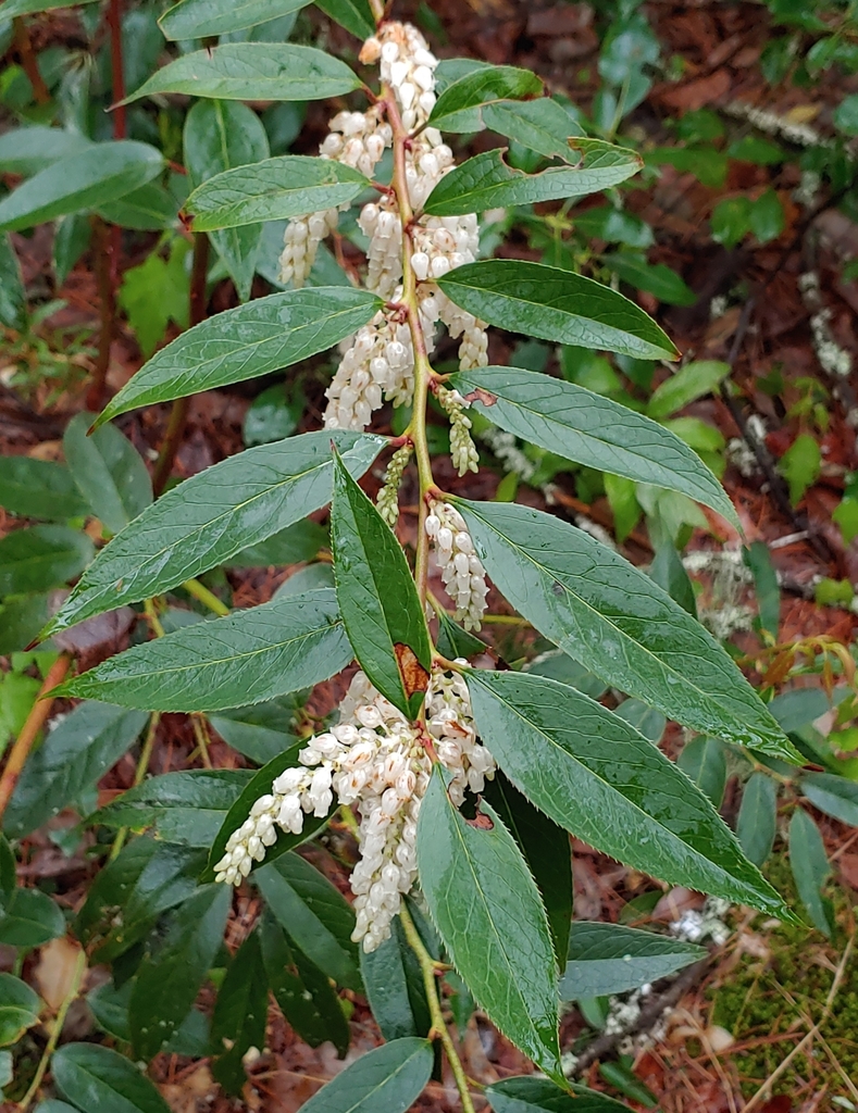 Leucothoe fontanesiana — an easy houseplant, prefers partial sun light