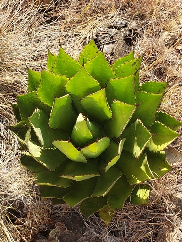 Agave inaequidens  iNaturalist