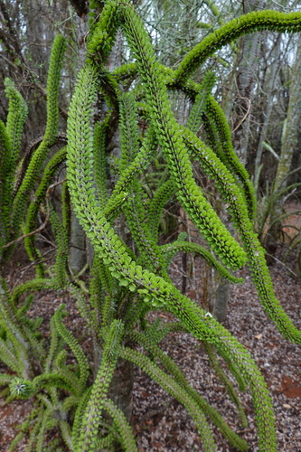 Madagascar Ocotillo