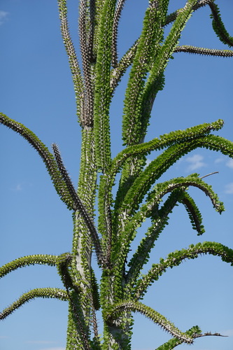 Madagascar Ocotillo