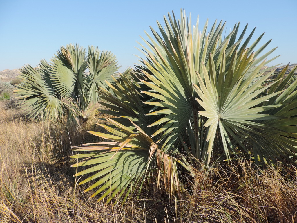 ENH260/ST101: Bismarckia nobilis: Bismarck Palm