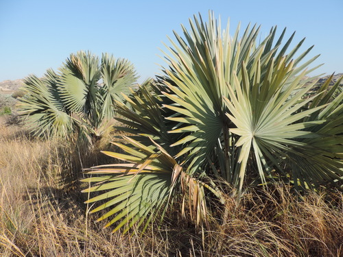 Bismarck Palm