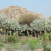 Bismarck Palm - Photo (c) Ori Fragman-Sapir, all rights reserved, uploaded by Ori Fragman-Sapir
