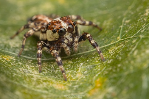 Thyene orientalis Żabka, 1985