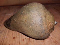 Image of Melongena patula