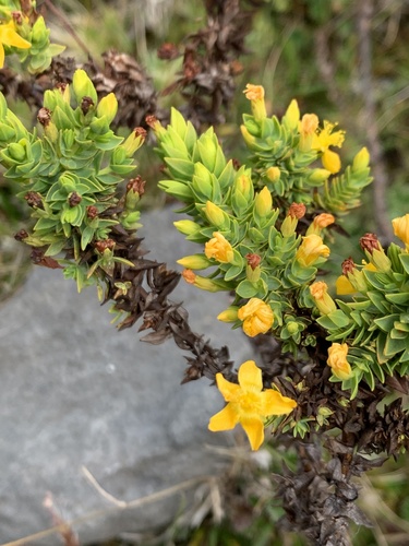 Hypericum quitense