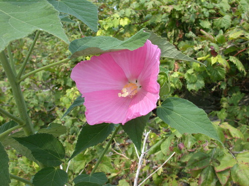 Hibiscus moscheutos ssp. moscheutos