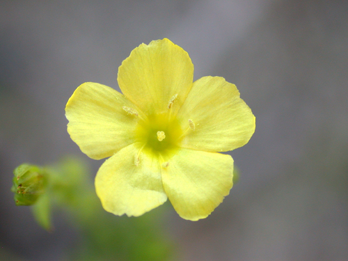 stiff yellow flax (Linum medium)