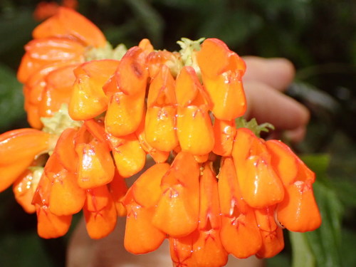 Gasteranthus calcaratus ssp. calcaratus