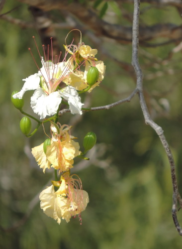 Delonix decaryi