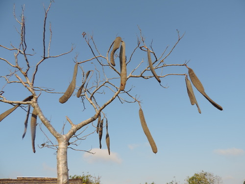 Delonix decaryi