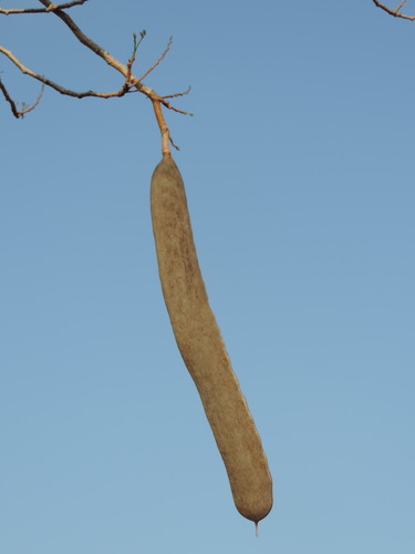 Delonix decaryi