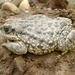 Concepcion Toad - Photo (c) Francisco Iturriaga, all rights reserved, uploaded by Francisco Iturriaga